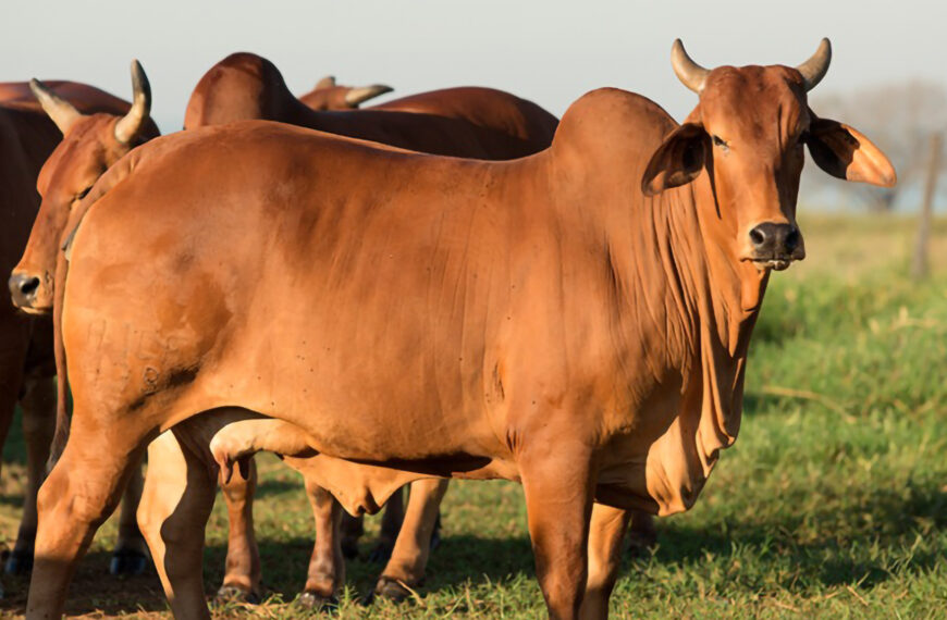 Melhoramento genético resulta em redução nas…