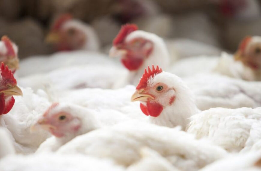 Preocupação com a gripe aviária faz preço do ovo disparar