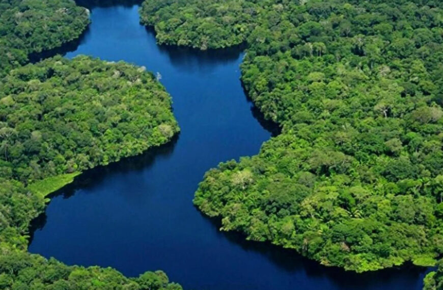 Mercado de crédito carbono pode ser solução na proteção da floresta