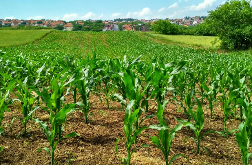 Vibrant cornfield in Beograd, Serbia, showcasing lush growth and suburban background.