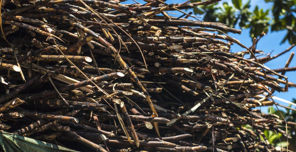 Impacto das Queimadas na Safra de Cana-de-Açúcar…