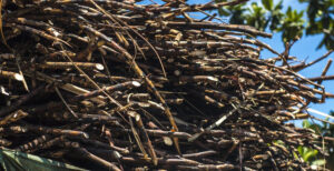 Impacto das Queimadas na Safra de Cana-de-Açúcar Brasileira