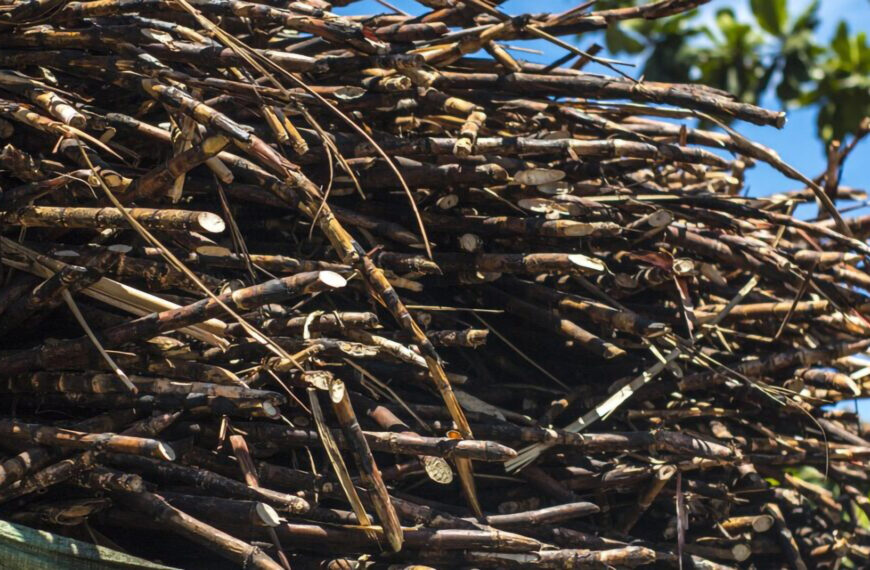 Impacto das Queimadas na Safra…